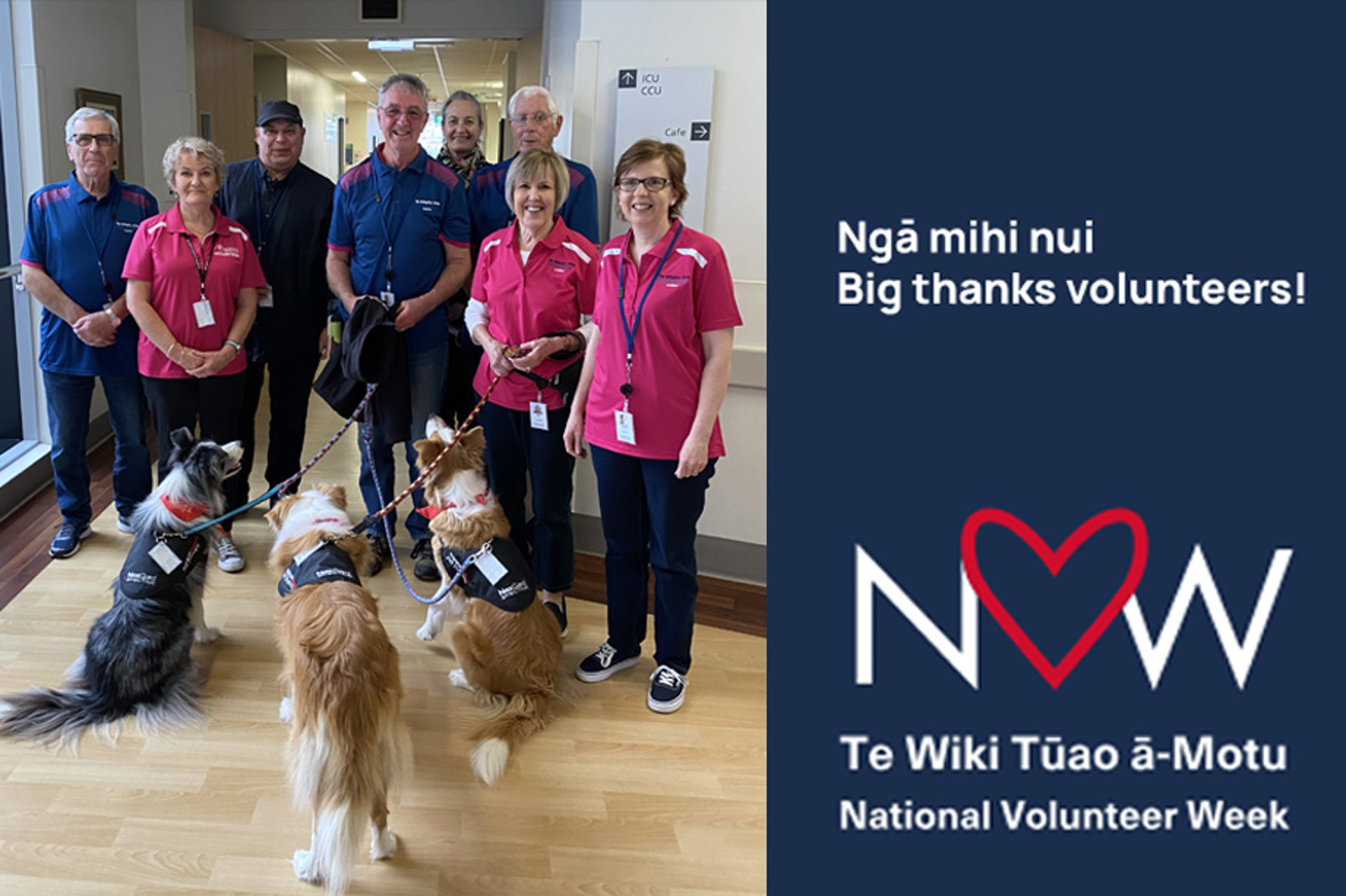 Volunteering opportunity at Tauranga and Whakatāne hospitals re-established